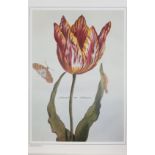 AA VV DE TULP IN BEELD TULIPS PORTRAYEDScarce volume about tulips. Introduction in the first part,