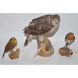Three pieces of taxidermy to include a sparrow hawk, a robin and yellow hammer.