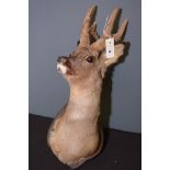 Taxidermy: a stuffed head and neck mount of a roe deer in velvet,