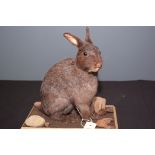 Taxidermy: a stuffed and mounted seated dark coloured rabbit, on naturalistic rectangular base,