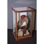 Taxidermy: a stuffed and mounted widgeon, in glazed oak case, 43cms high.