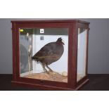 Taxidermy: a stuffed and mounted coot in naturalistic setting, within a glazed stained wood case,