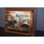 Taxidermy: a pair of stuffed and moles in naturalistic setting, wall mounted glazed case,