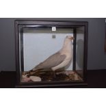 Taxidermy: a stuffed and mounted herring gull, on naturalistic base, in ebonised glazed case,