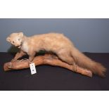 Taxidermy: a stuffed and mounted stoat mounted on a log.