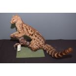 Taxidermy: a stuffed and mounted genet perched on a log, on rectangular green baize base.