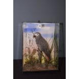 Taxidermy: a stuffed and mounted African grey parrot, in naturalistic mount, in glazed case,