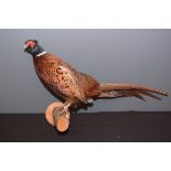 Taxidermy: a stuffed and mounted cock pheasant standing on a log, with wall mounting plinth.