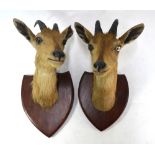 A pair of Van Ingen, Mysore, Chincara Indian Antelope heads on shields, 1910-25