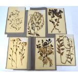 A folio of 19th century French herbiers (French pressed flower specimens) mounted on cards, hand-