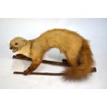 Taxidermy, a snarling polecat, mounted on a hazel bough, 23 x 50 cm overall