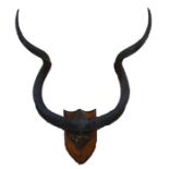 A large pair of kudu horns with skull-cap, mounted on an oak shield