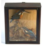 Taxidermy - two kingfishers in naturalistic setting and glazed case, bears label for G. Rice,