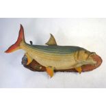 Taxidermy - Sailfish and two tigerfish, mounted on wooden plaques and caught by D L Roberts, off
