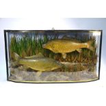 Taxidermy - two carp in naturalistic river-bed setting and glazed bow case, 93 cm wide overall