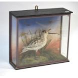 Taxidermy - Snipe, in naturalistic grassy setting, glazed case, label for Chalkley, Winchester, 33