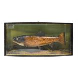 Taxidermy - Brown trout in bowed glazed case with naturalistic gravel river bed, ct Britford,