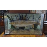 Taxidermy - Large brown trout in naturalistic river-bed setting and glazed case, 84 cm wide NB: