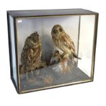 Taxidermy - An antique cased pair of a long-eared owl and mate in naturalistic birch-stump