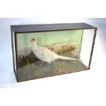 Taxidermy - White pheasant in naturalistic setting with bracken and glazed case, 82 cm wide overall