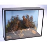 Taxidermy - brace of red grouse in naturalistic heather moorland setting and glazed case, 66 cm wide