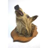 Taxidermy: a wild boar's head, mounted on an oak shield