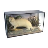 Taxidermy - pale-furred otter with catch, on naturalistic setting in glazed case, label on reverse