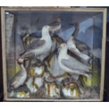 A companion pair of 19th century taxidermy cased displays of seabirds, perched on naturalistic white