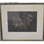 Lithograph of a Lily, pencil signed to margin