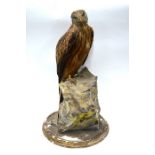 Taxidermy: hen red kite, perched on a papier mache rock, on gilt gesso plinth (a/f), 70 cm high