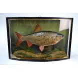 Taxidermy - Roach, 2lb 4oz, caught at Downton 1948, in bowed glazed case, 49 cmGlazed case and