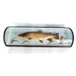 Taxidermy - A large brown trout, in bowed glazed case, 88 cm wide overall