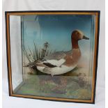 Taxidermy - A Wigeon, standing on a reed strewn rock, in a glass case, 45.5cm wide x 45.