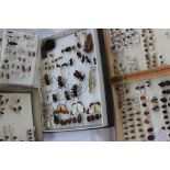 A pine folding box containing numerous beetle and insect specimens,