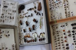 A pine folding box containing numerous beetle and insect specimens,