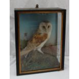 Taxidermy - A barn owl perched on a rock with ferns contained in a glass case, 34.