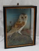 Taxidermy - A barn owl perched on a rock with ferns contained in a glass case, 34.