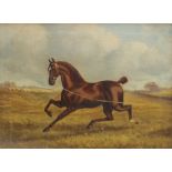 Attributed to Albert Clark "Rufus" A lunging horse Oil on canvas 29 x 39cm CONDITION