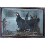 Taxidermy - A black cockerel in a glazed display cabinet