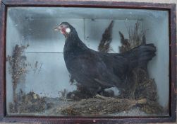Taxidermy - A black cockerel in a glazed display cabinet