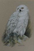Janet Whittaker Snowy Owl Watercolour Signed Together with a collection of watercolours of birds by