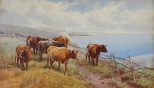 Tom Rowden Cattle on Beer and Head Downs,