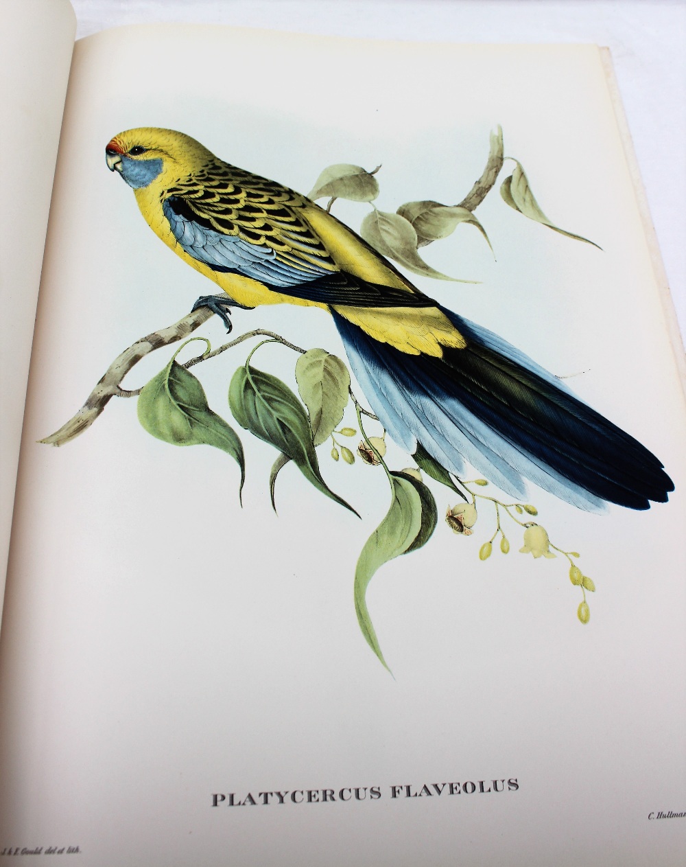 Mr Gould's Tropical Birds, - Image 5 of 9