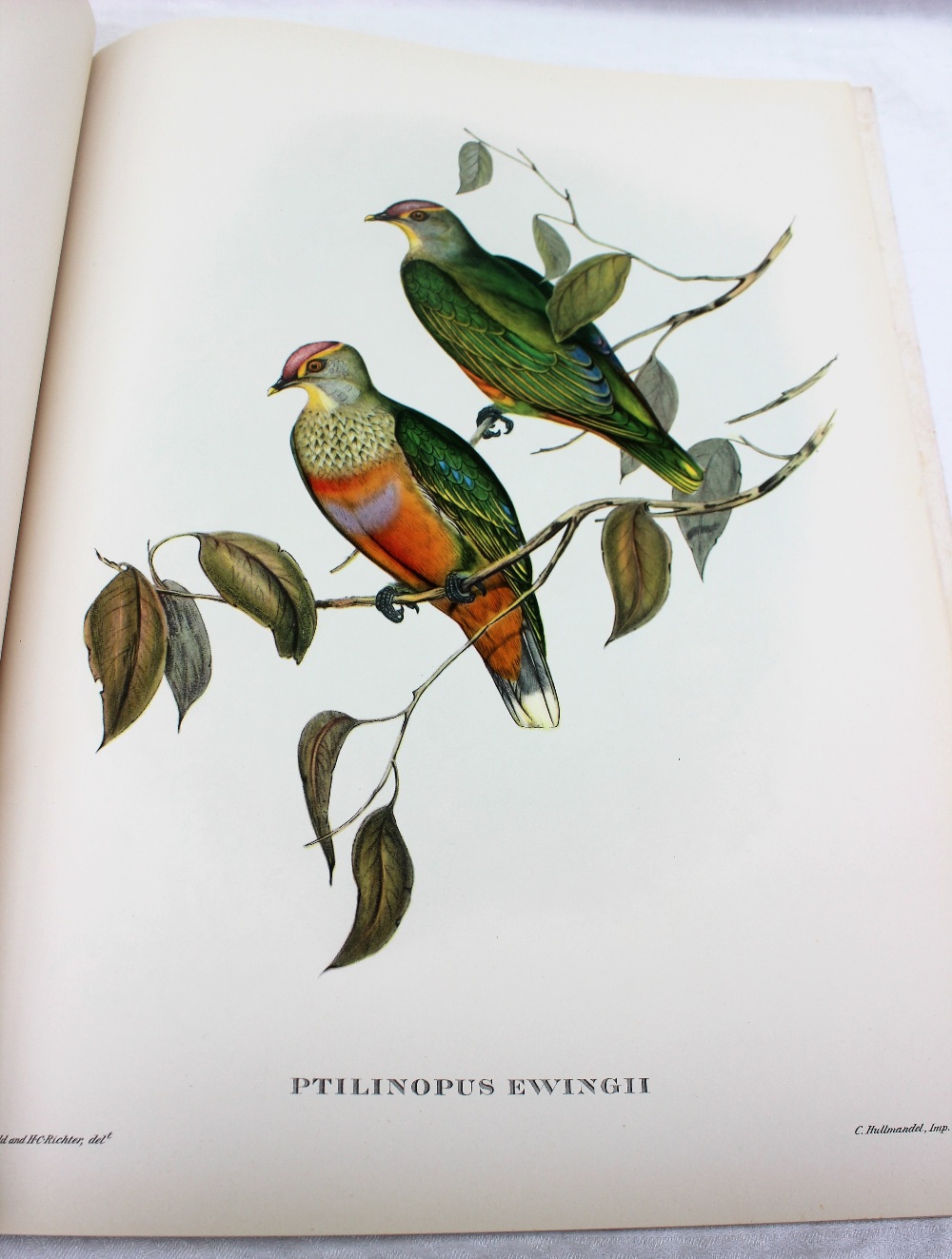 Mr Gould's Tropical Birds, - Image 6 of 9