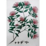 After Bryan Poole Metrosidero umbellata Rata Southern Rata A limited edition print No.