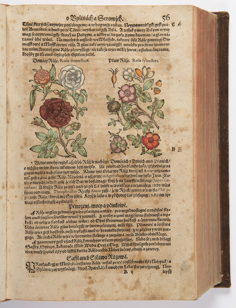 PIETRO ANDREA MATTIOLI (1501-1577): A HERBARIUM 37x26x10 cm The Czech edition with colored - Image 4 of 4