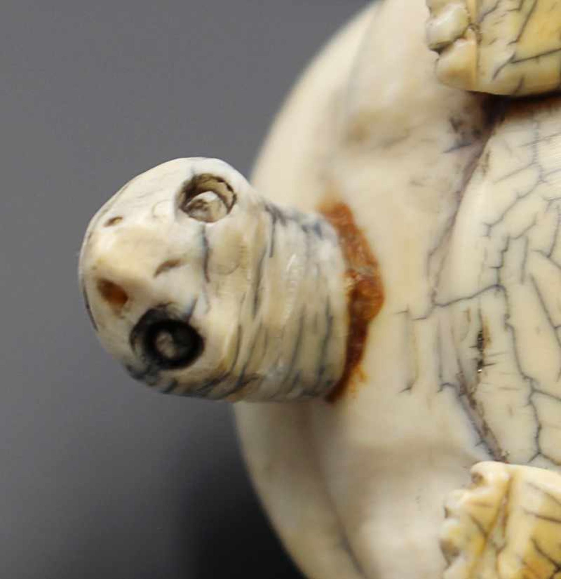 Figur - Tierplastik um 1900, vollplastische detailreiche Schnitzerei, Schildkröte, tlw. Risse, - Bild 9 aus 9