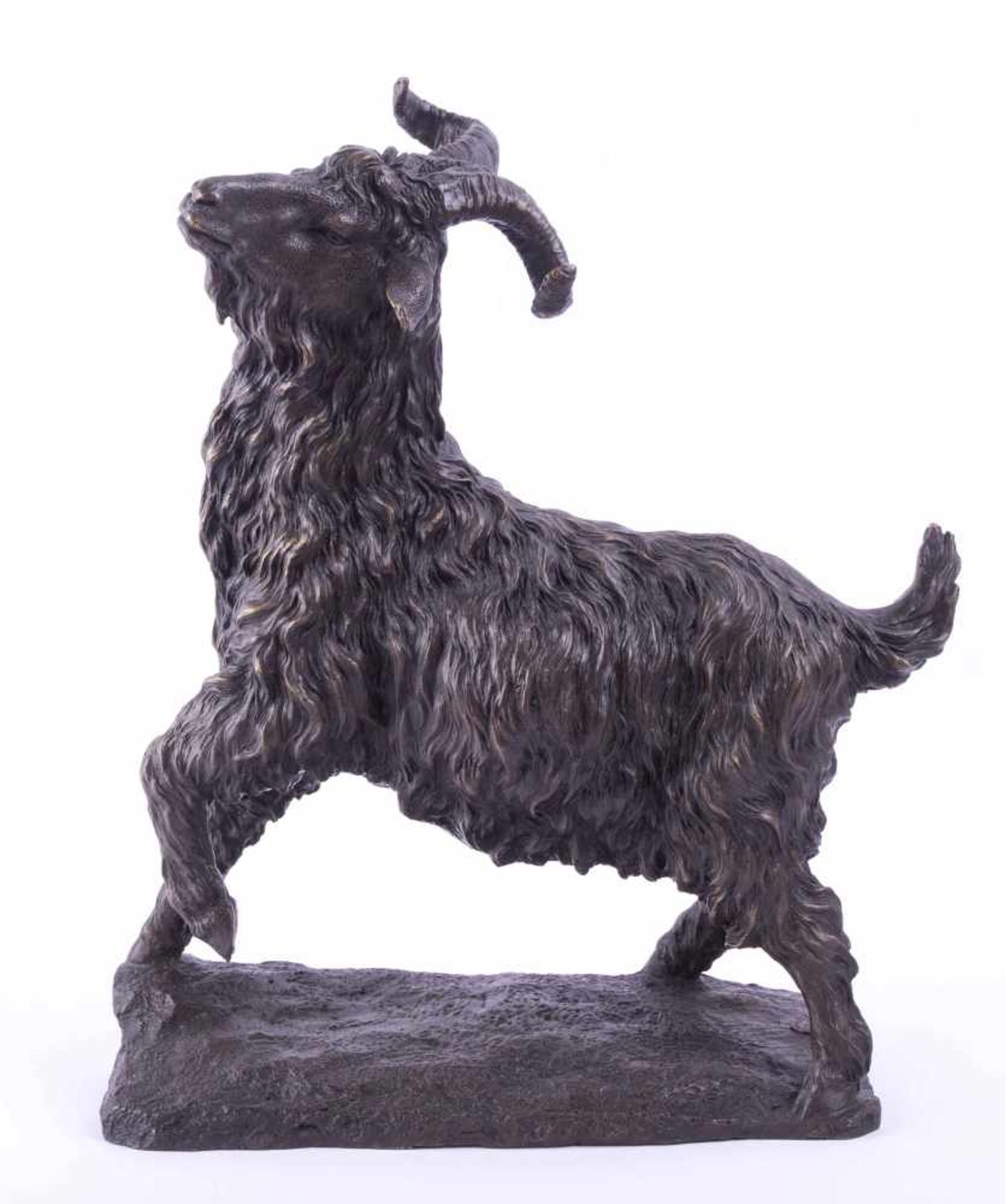 unbekannter Künstler des 19./20. Jhd. "Ziegenbock" Skulptur-Volumen, Bronze, Maße: 40,5 cm x 34,5 cm