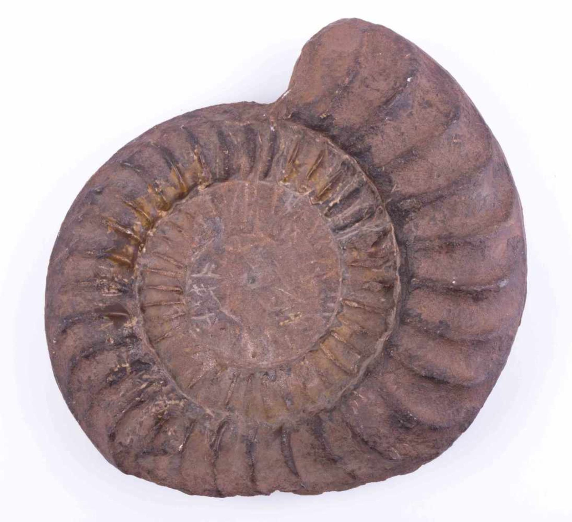 Ammonit (Kopffüßer) ca. 6,5 cm x 24 cm x 20 cm Ammonite (cephalopod) ca. 6,5 cm x 24 cm x 20 cm