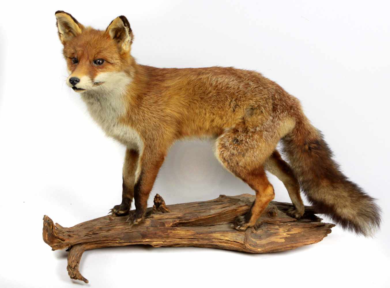 Fuchs präparierter Fuchs auf Wurzelsockel, H ca. 57 cm, gut erhalten